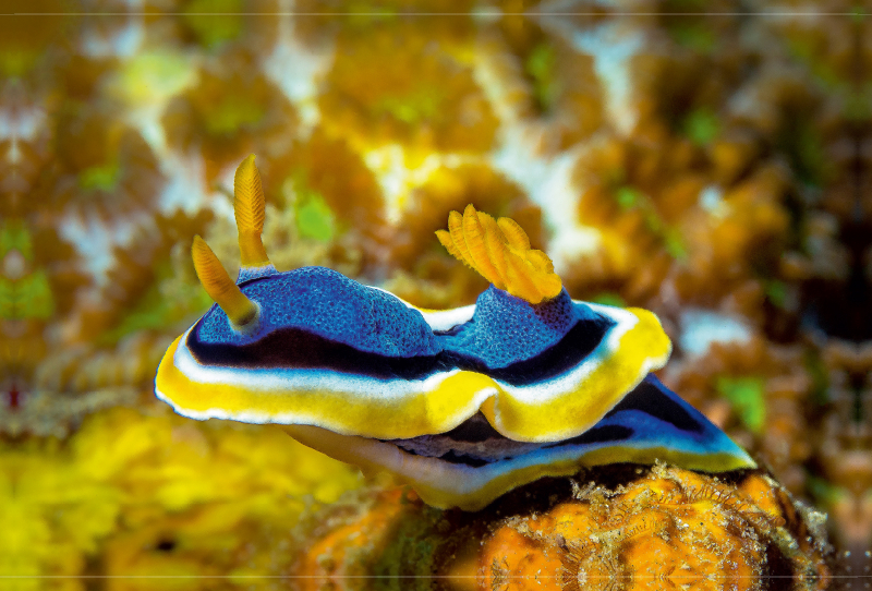 Nacktschnecke / Chromodoris annae