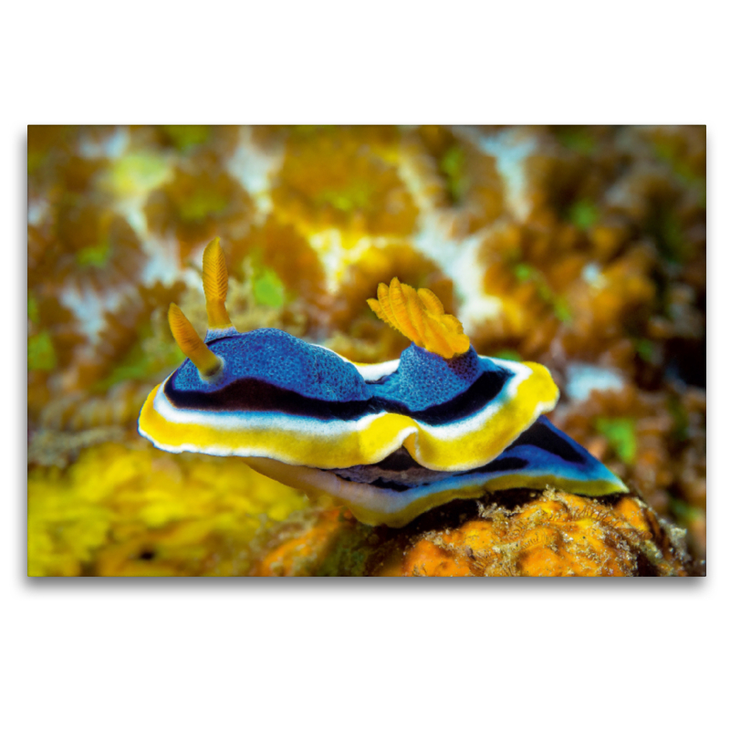 Nacktschnecke / Chromodoris annae