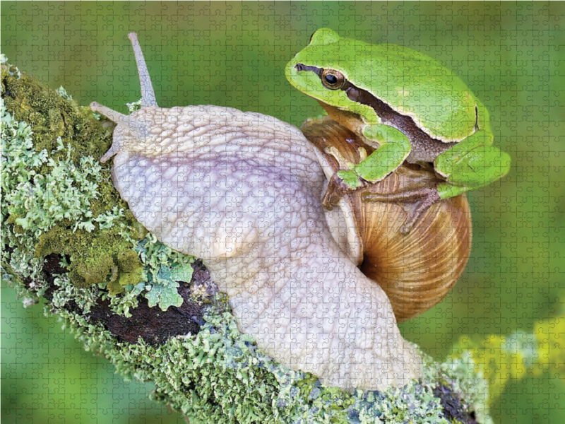 Laubfrosch/Weinbergschnecke