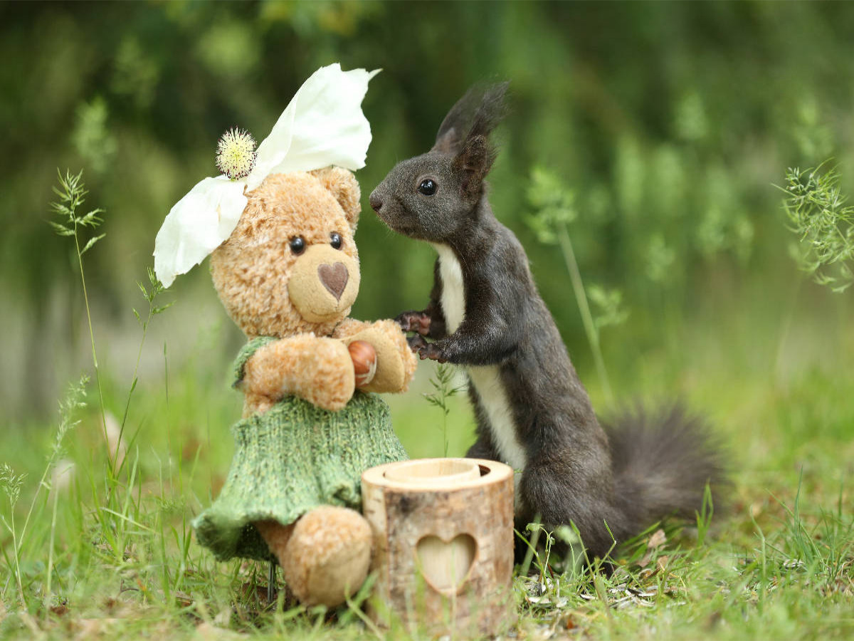 Eichhörnchen mit Freund Teddy