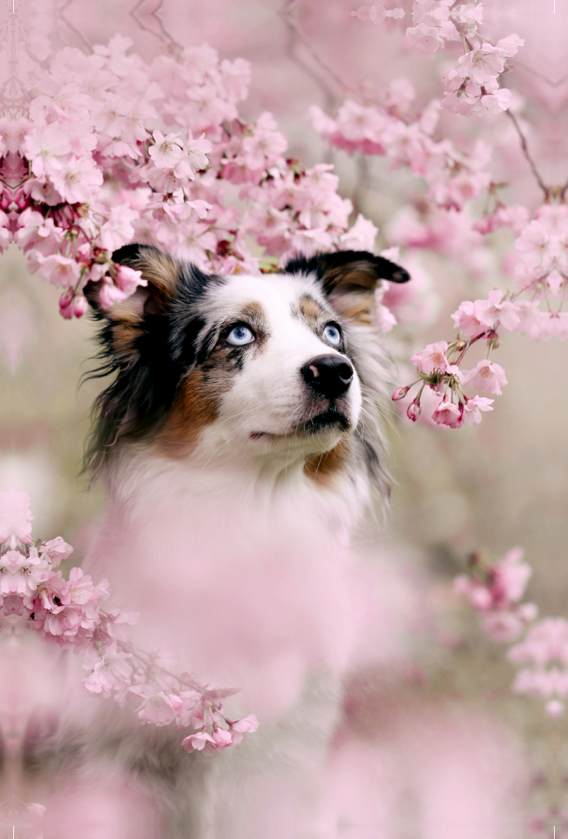 Blue Merle im Magnolienstrauch