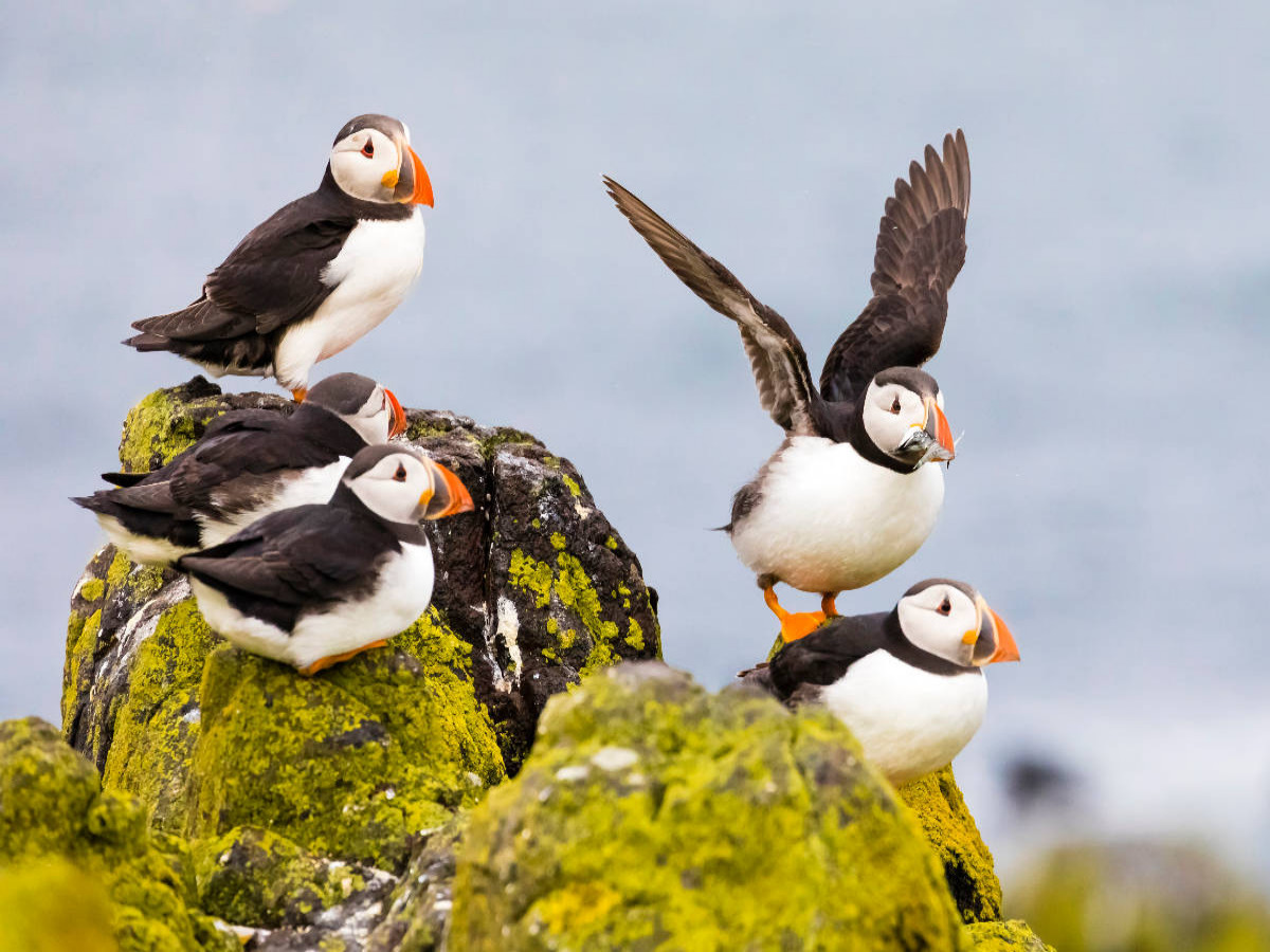 Gruppe Papageientaucher - Fratercula arctica