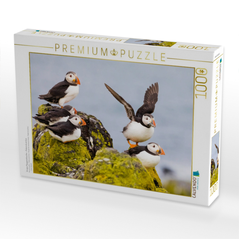 Gruppe Papageientaucher - Fratercula arctica