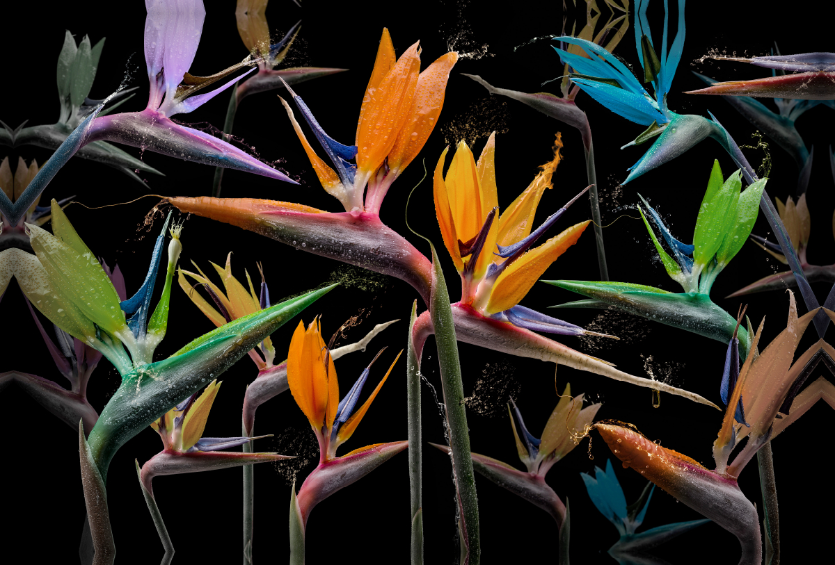 Strelitzia pastinaca