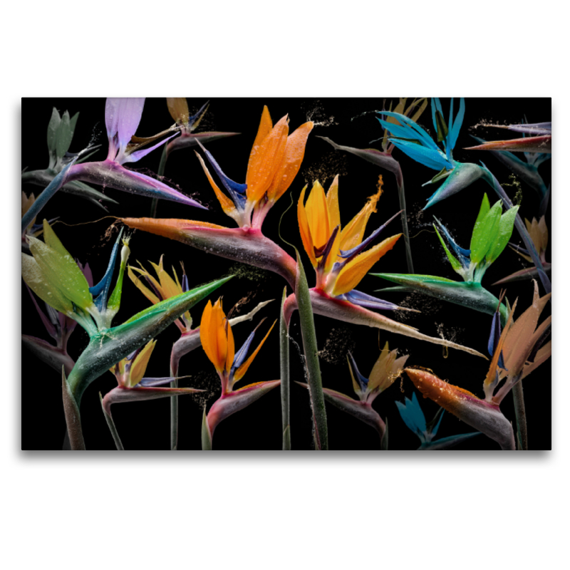 Strelitzia pastinaca