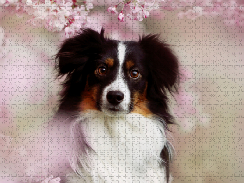 Australian Shepherd Tri Color