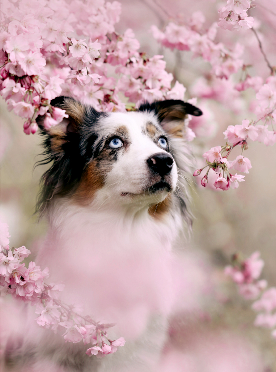 Blue Merle im Magnolienstrauch