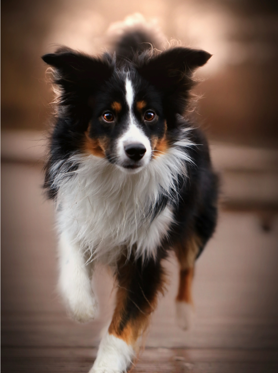 Australian Shepherd Tri Color