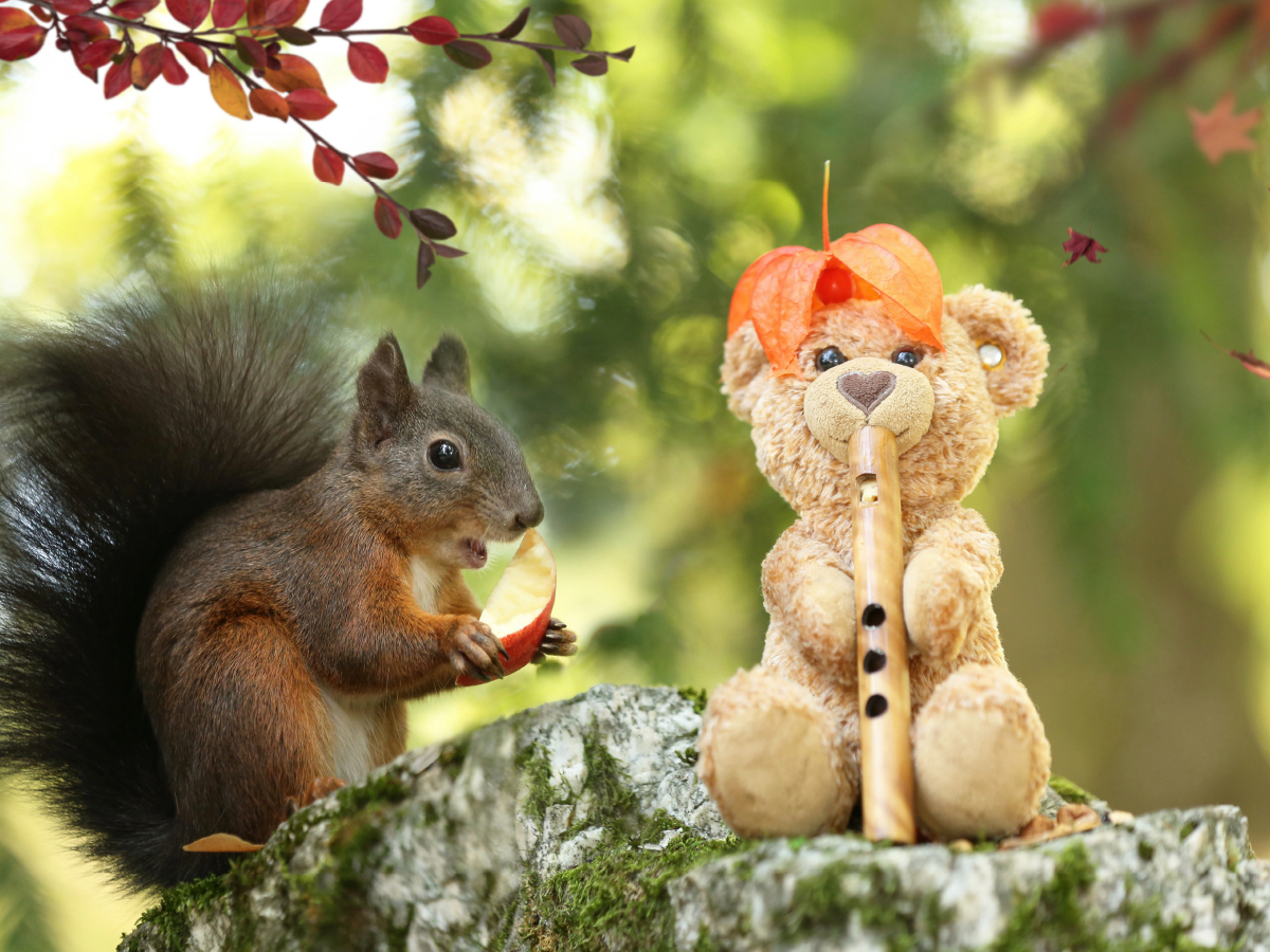 Eichhörnchen und Freund Teddy im Herbst.