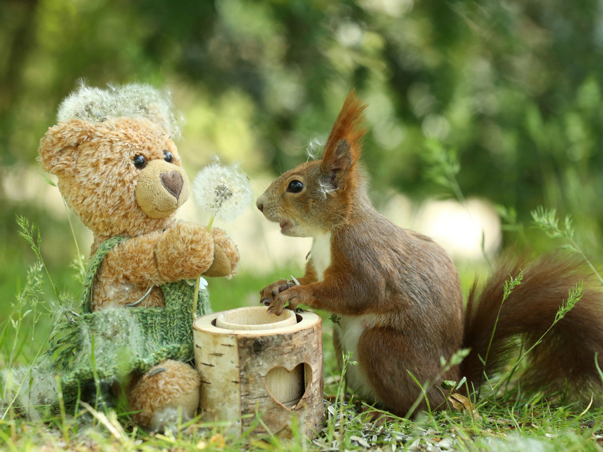 Eichhörnchen und Teddy mit Pusteblume