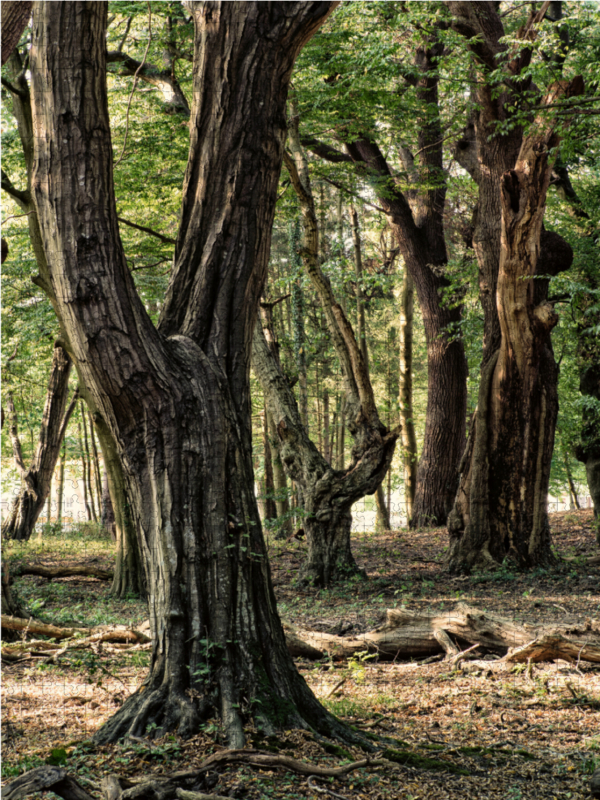 Walderlebnispfad, Bad Bentheim