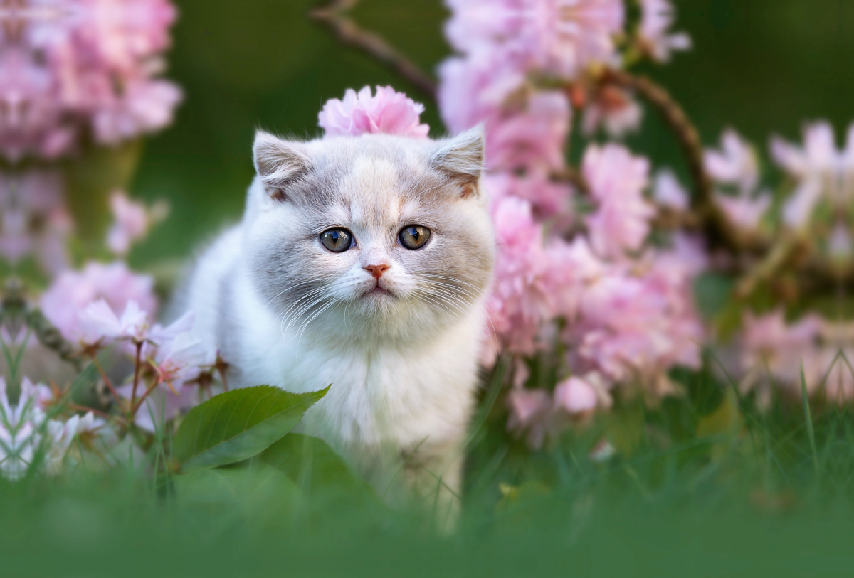 Katzenkind auf Blumenwiese