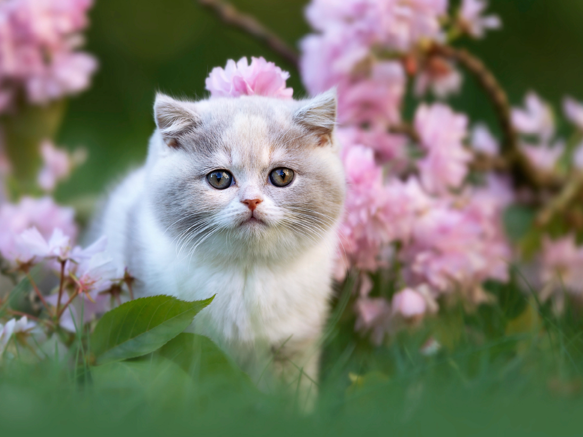 Katzenkind auf Blumenwiese