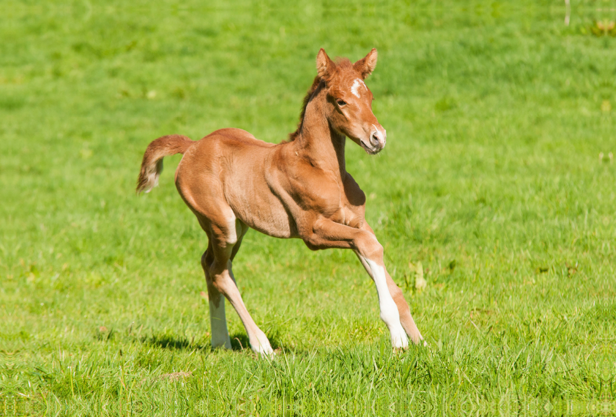 Warmblut Fohlen