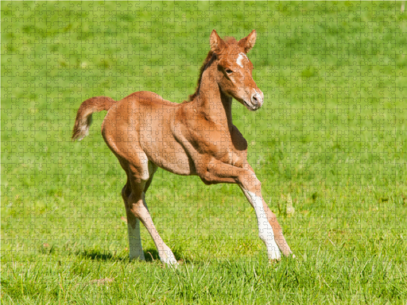 Warmblut Fohlen