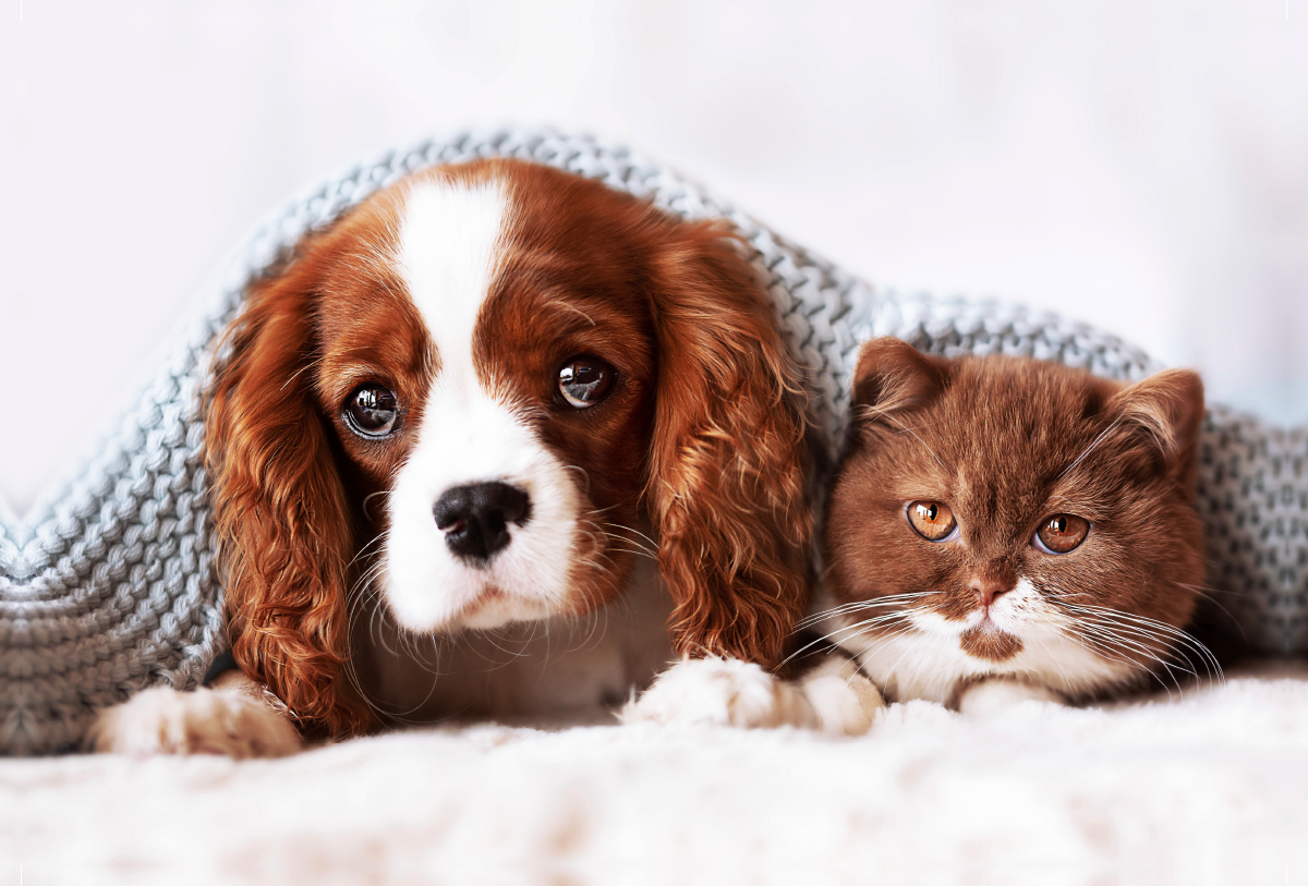 Best Friends - BKH Kitten und Cavalier King Charles Spaniel Welpe