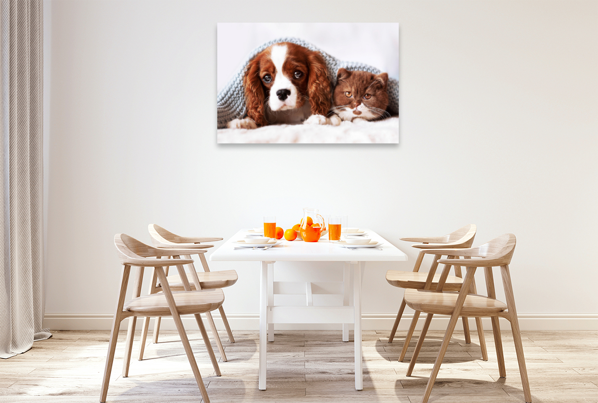 Best Friends - BKH Kitten und Cavalier King Charles Spaniel Welpe