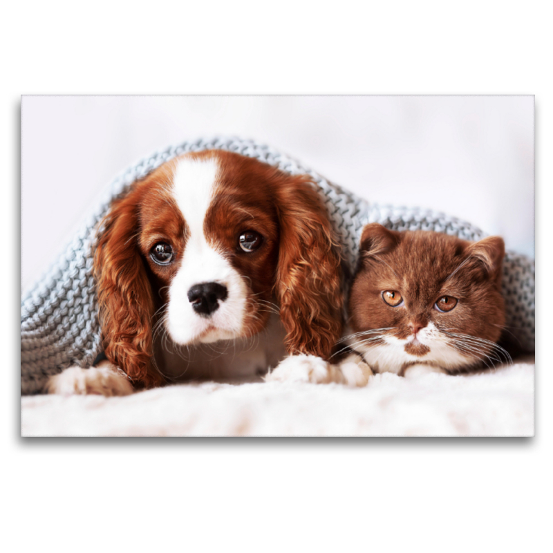 Best Friends - BKH Kitten und Cavalier King Charles Spaniel Welpe