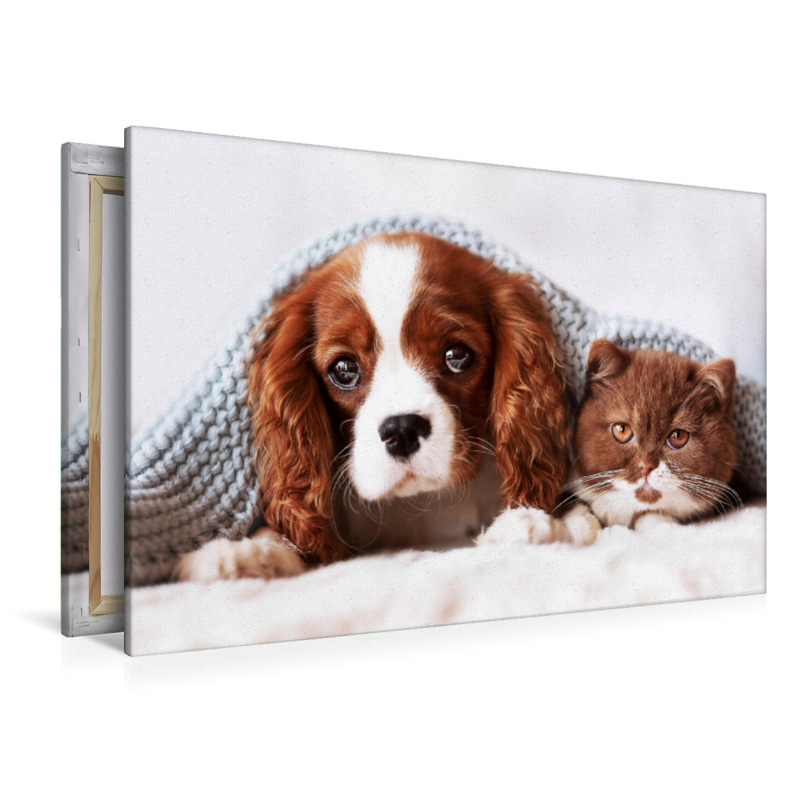 Best Friends - BKH Kitten und Cavalier King Charles Spaniel Welpe