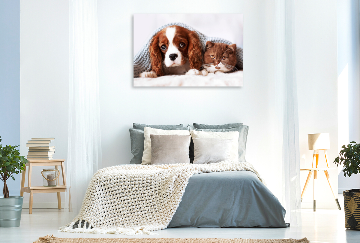 Best Friends - BKH Kitten und Cavalier King Charles Spaniel Welpe