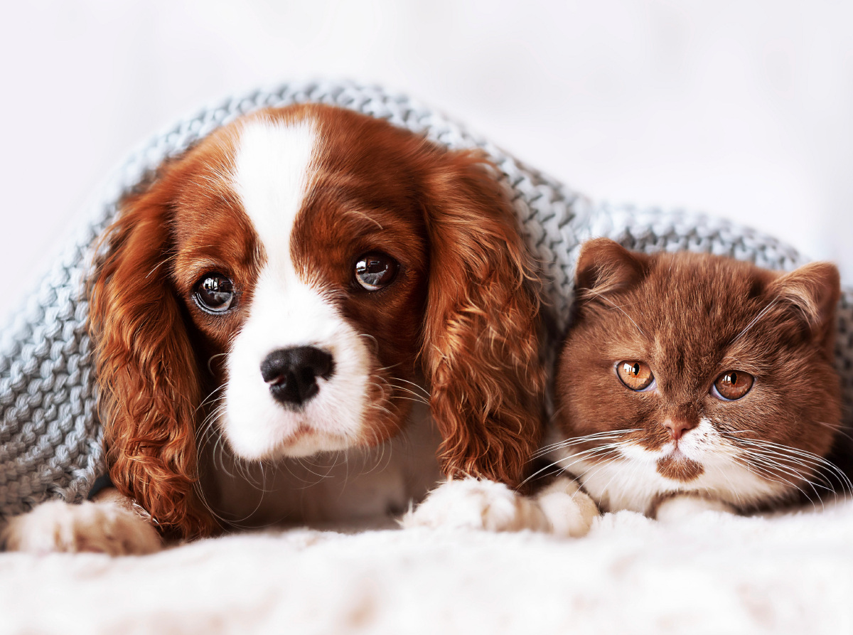 Best Friends - BKH Kitten und Cavalier King Charles Spaniel Welpe