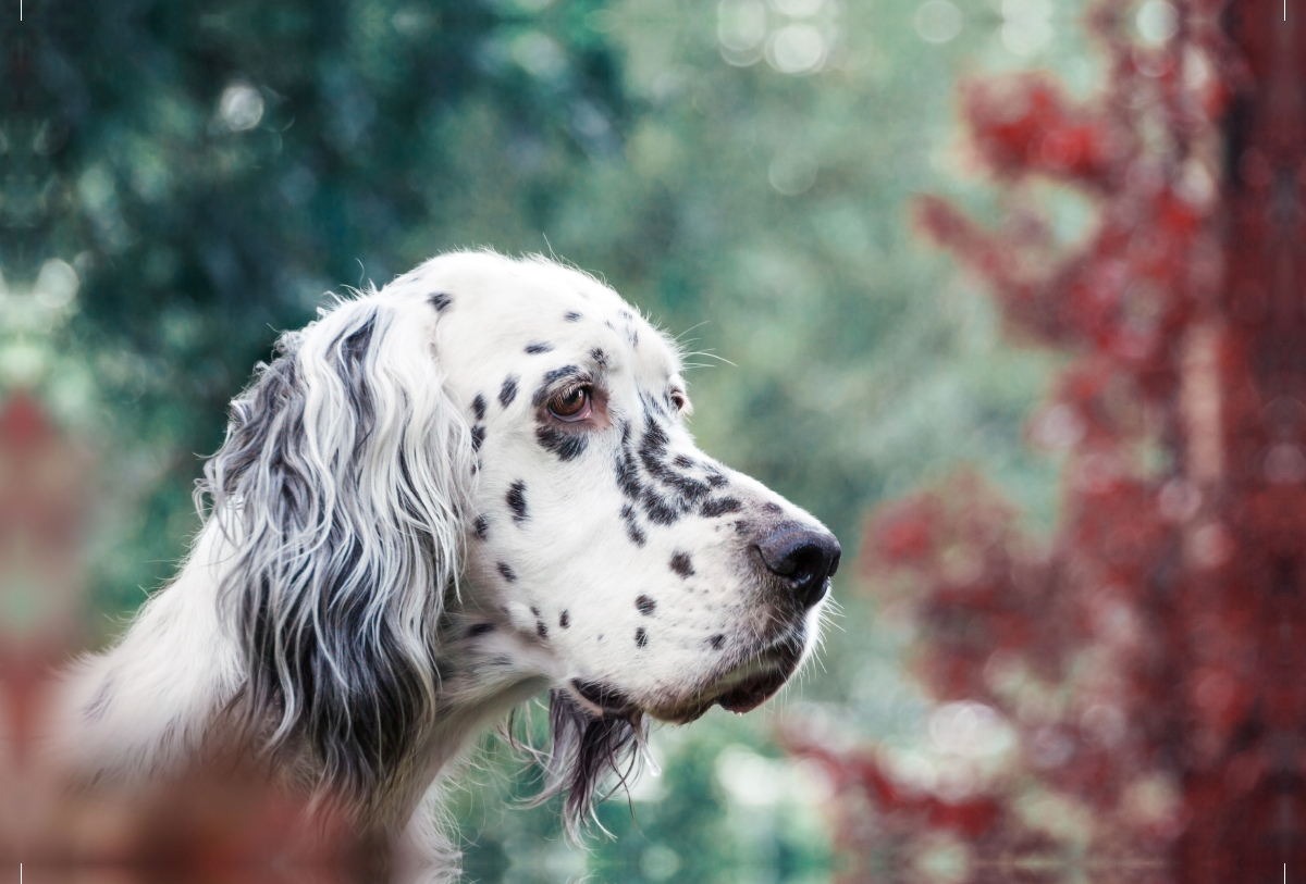 Bluebelton English Setter Hündin