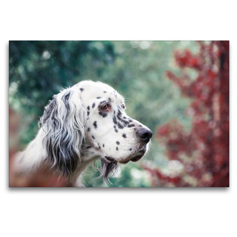 Bluebelton English Setter Hündin