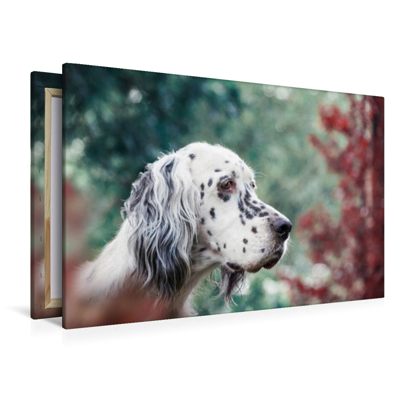 Bluebelton English Setter Hündin