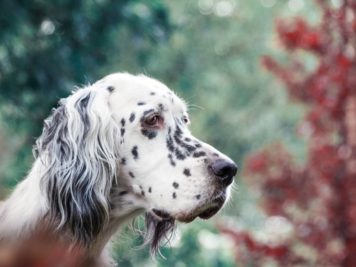 Bluebelton English Setter Hündin