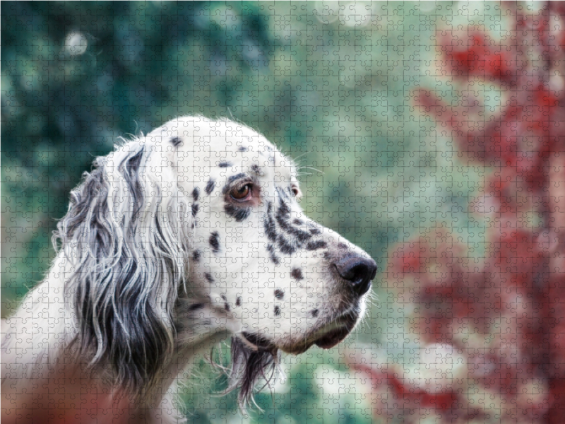 Bluebelton English Setter Hündin