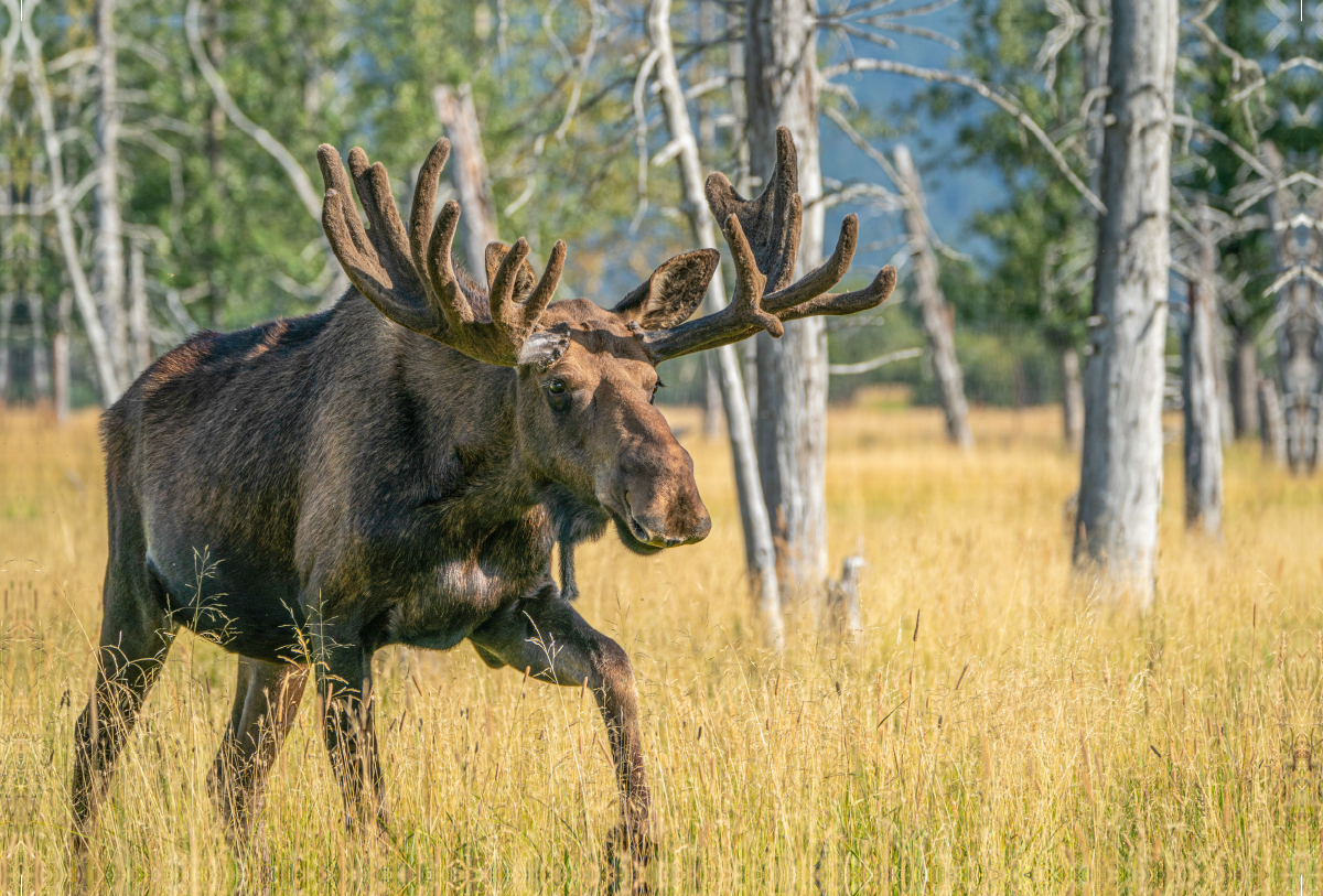 Der Star unter Alaskas Wildtieren