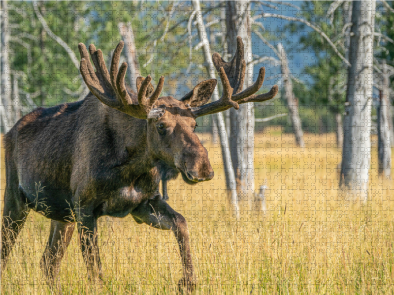 Der Star unter Alaskas Wildtieren