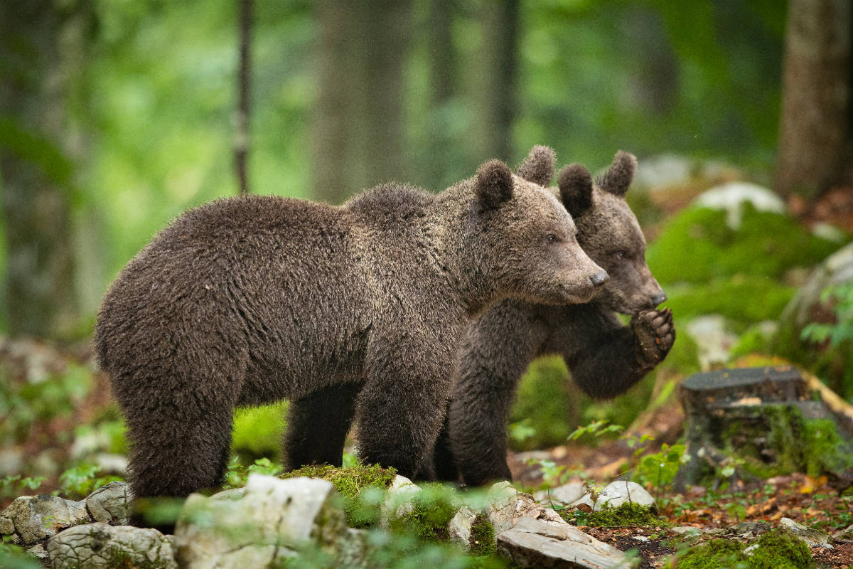 Braunbären in Slowenien