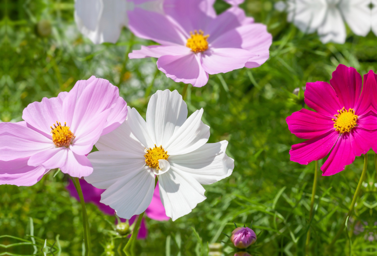 Cosmos bipinnatus