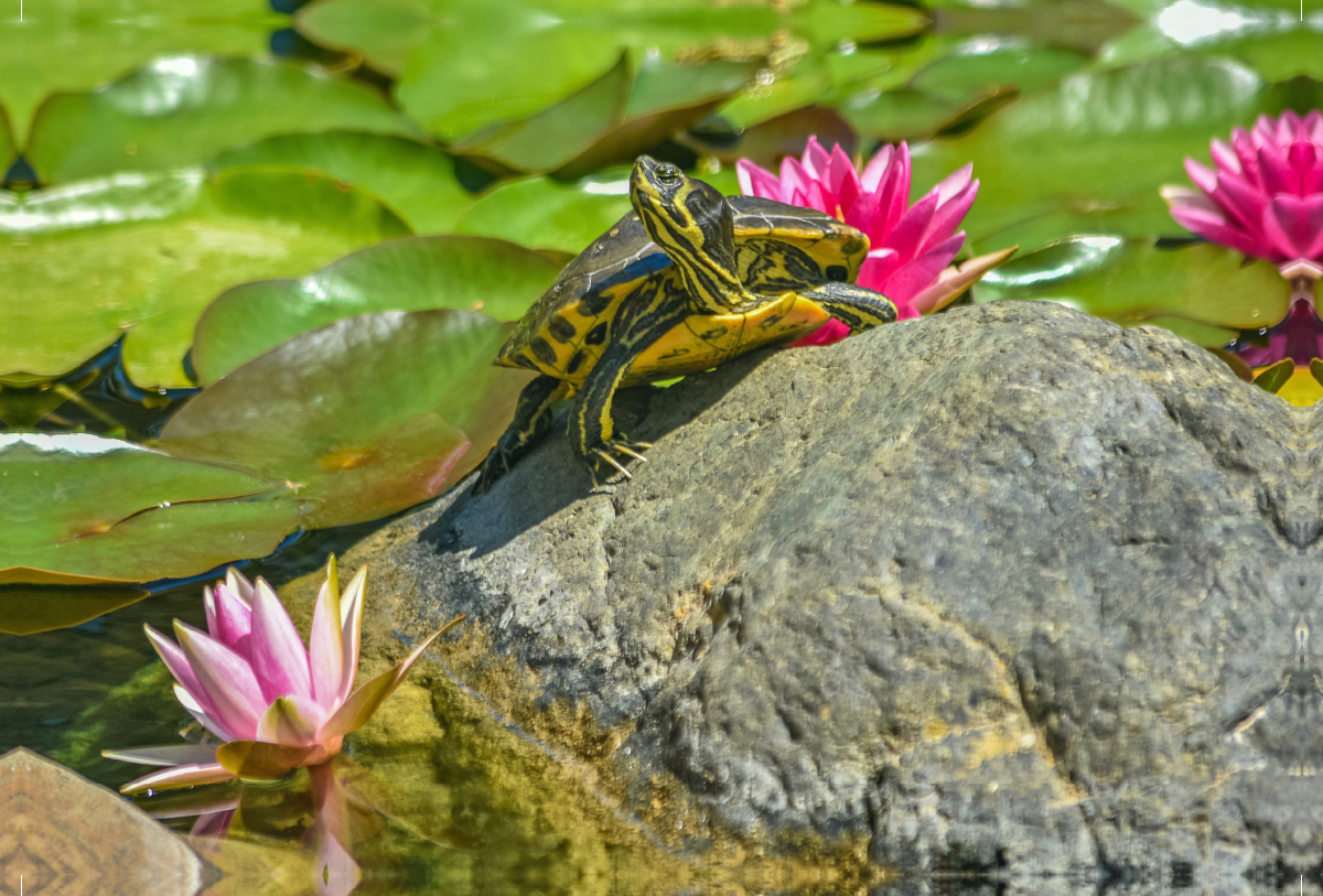 Schildkröte mit Seerosen