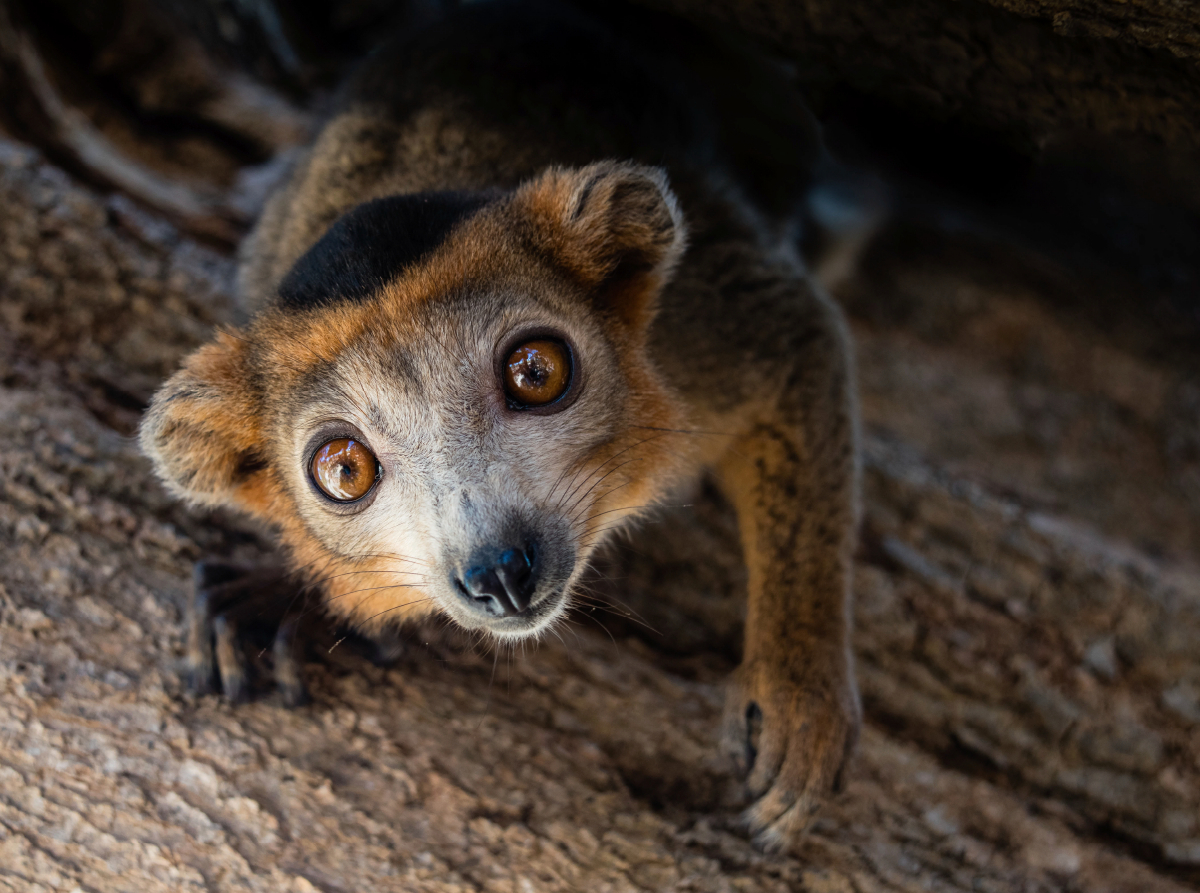 Lemur