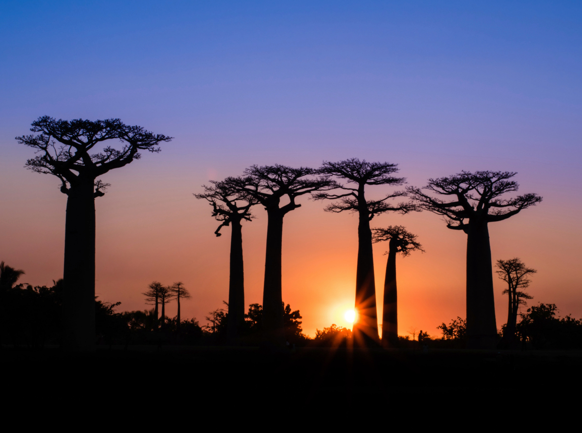 Baobab - Allee