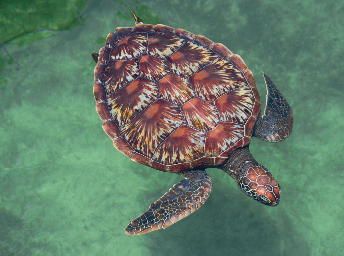 Große Schildkröte