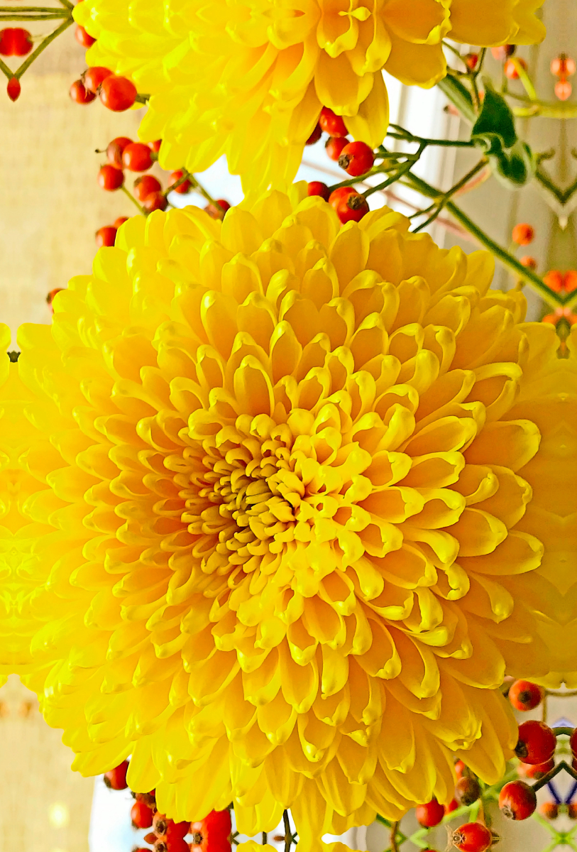 Gelbe Chrysanthemen