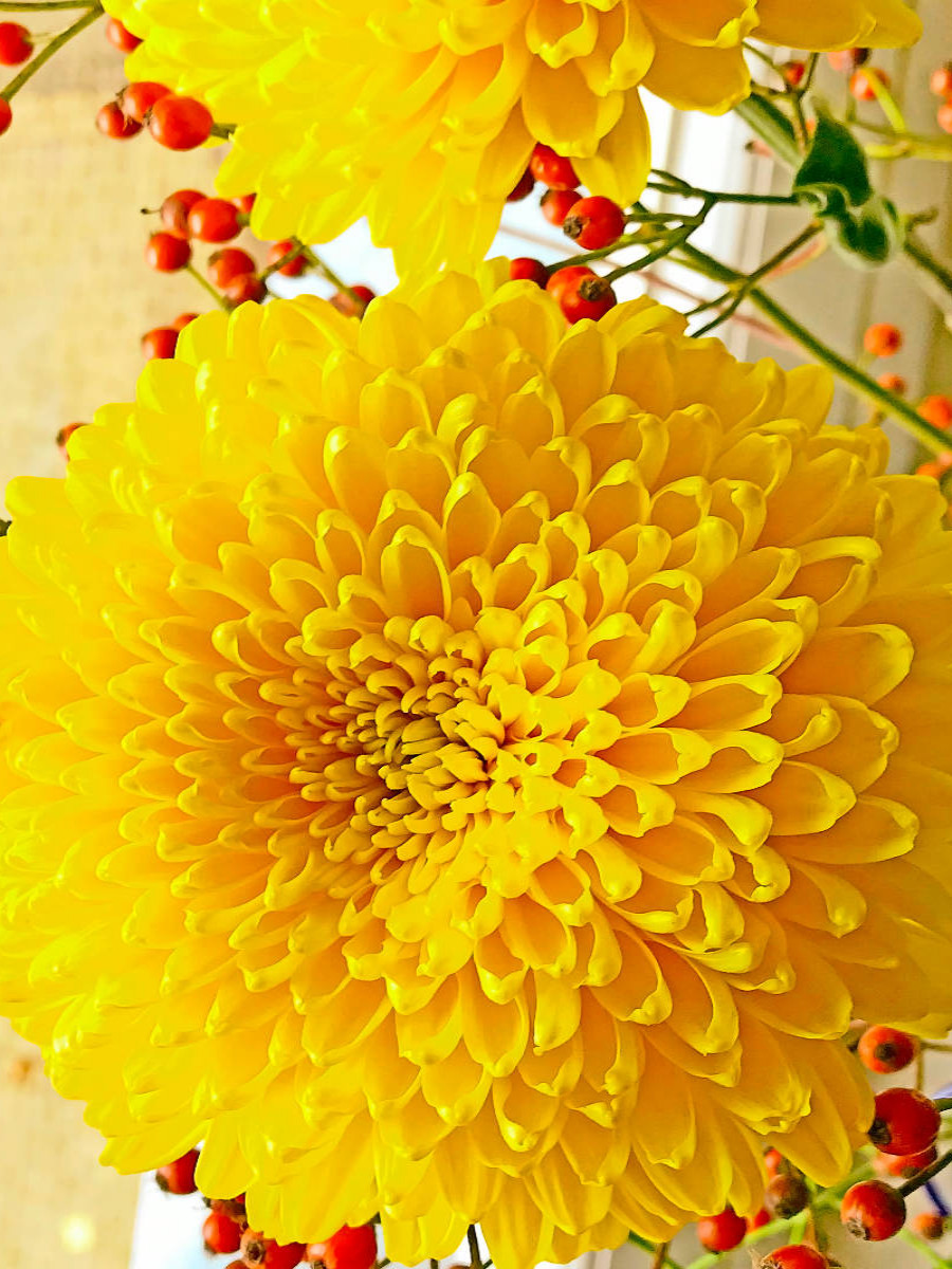 Gelbe Chrysanthemen