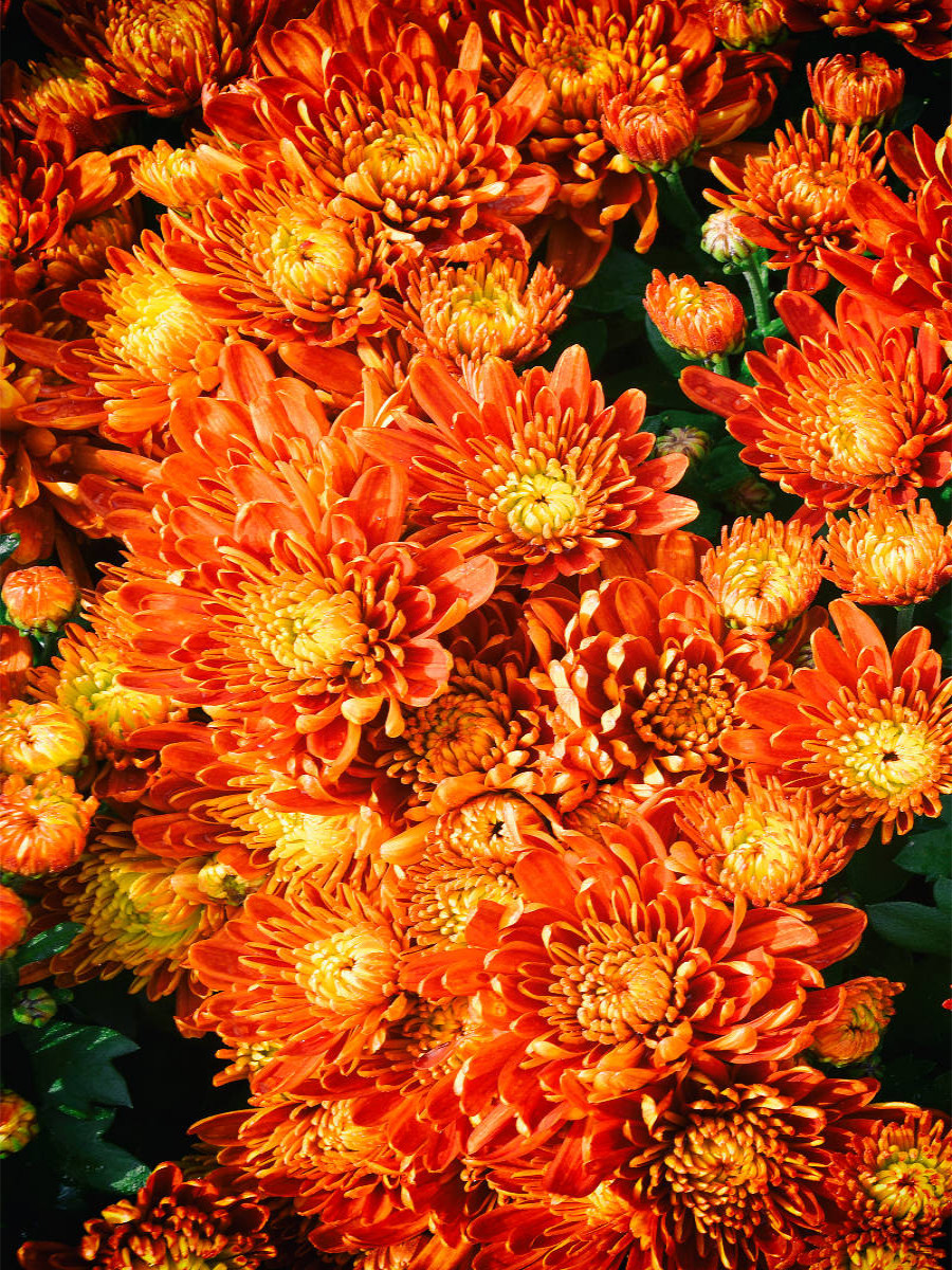 Fellbacher-Wein Chrysanthemen