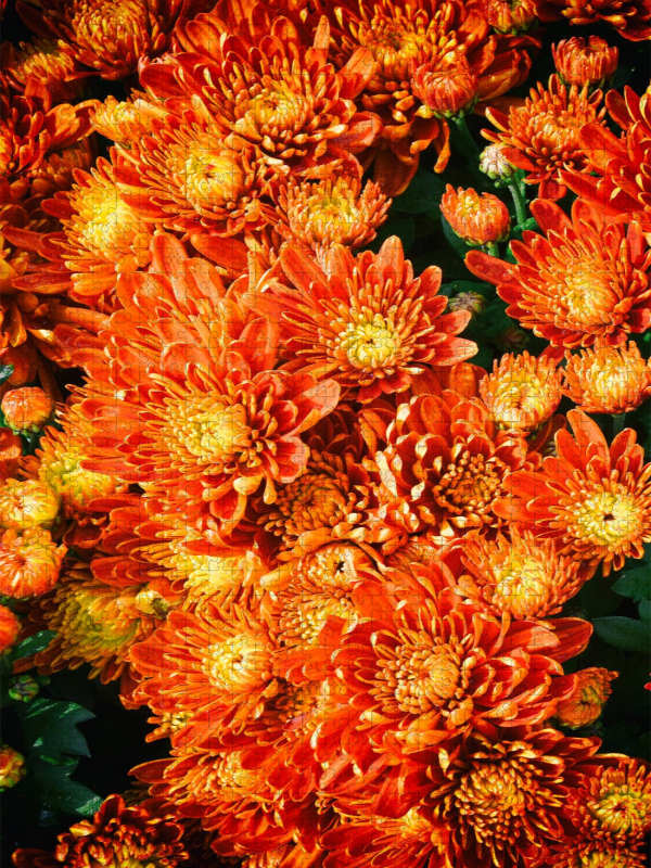 Fellbacher-Wein Chrysanthemen