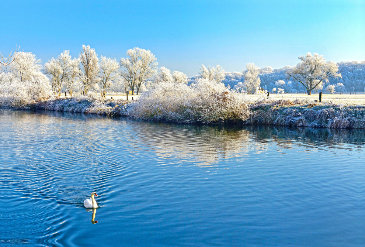 Schwan auf der Saale, Naturpark Unteres Saaletal