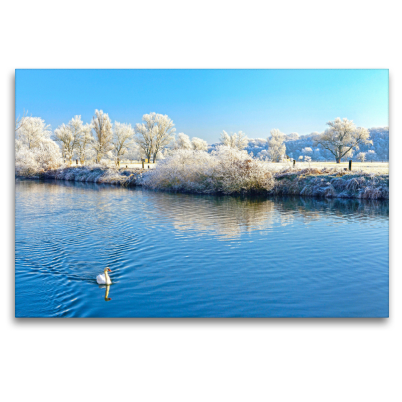 Schwan auf der Saale, Naturpark Unteres Saaletal