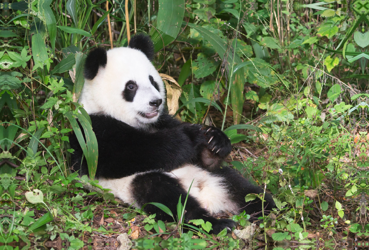 Ein Motiv aus dem Kalender Der Große Panda Ein kuscheliger Geselle