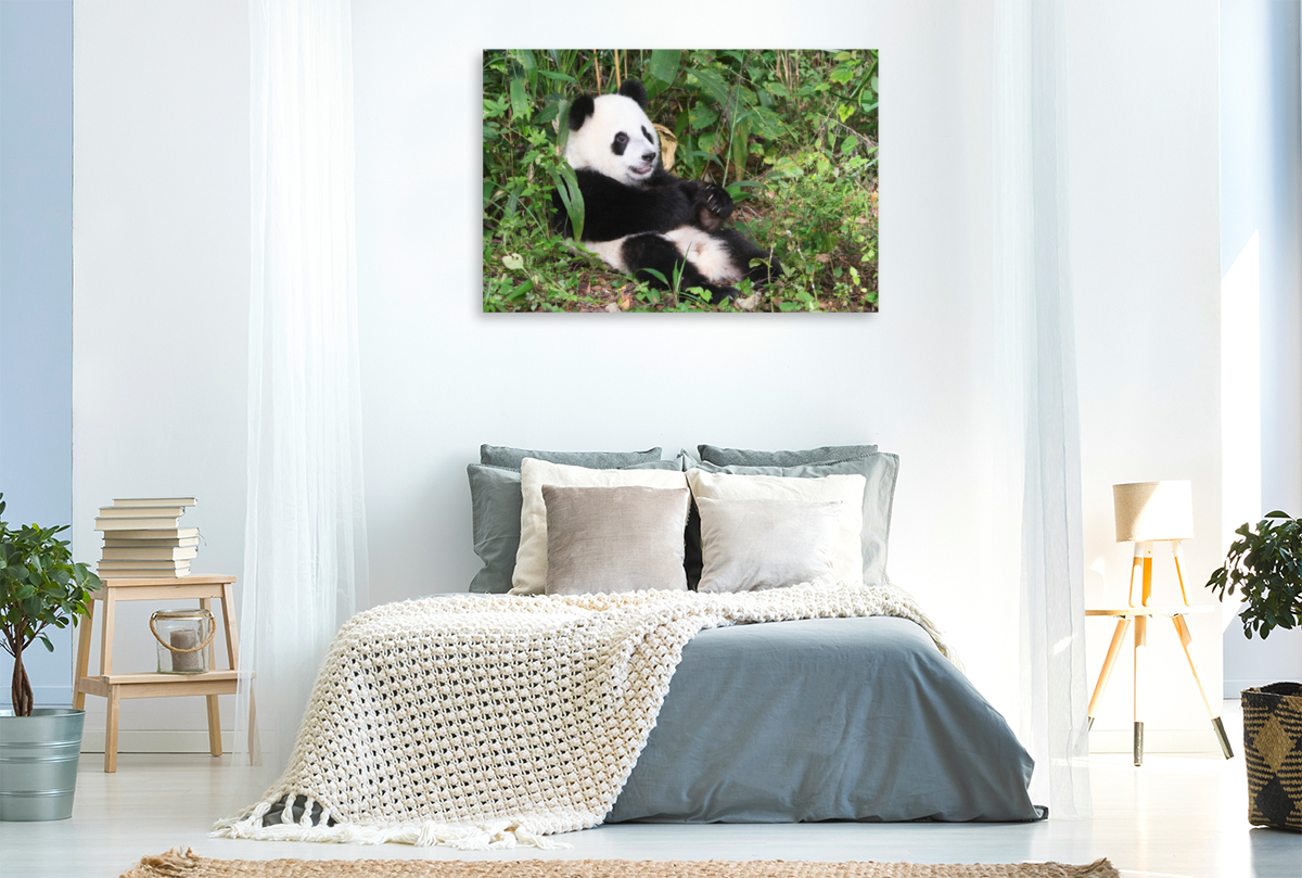 Ein Motiv aus dem Kalender Der Große Panda Ein kuscheliger Geselle