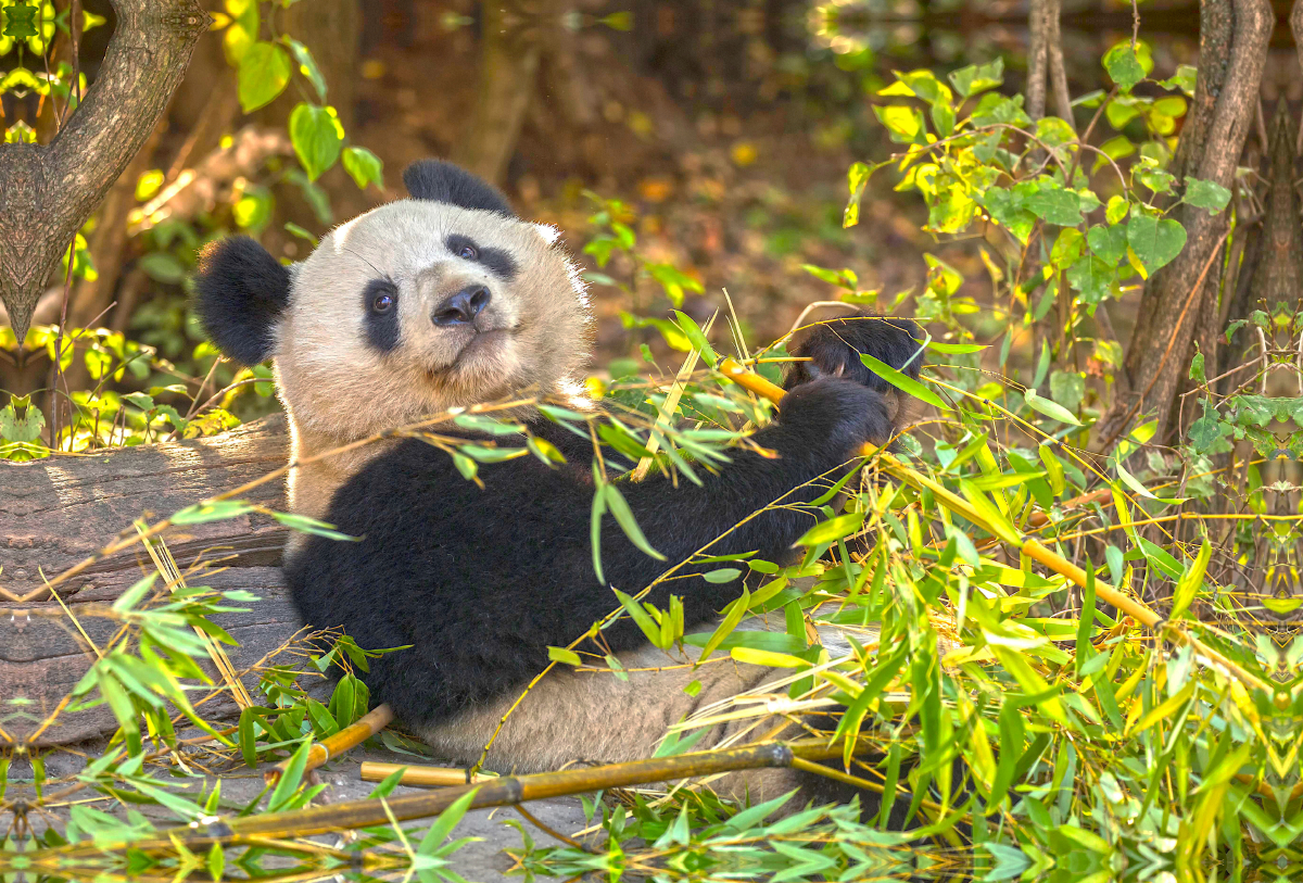 Ein Motiv aus dem Kalender Der Große Panda Ein kuscheliger Geselle