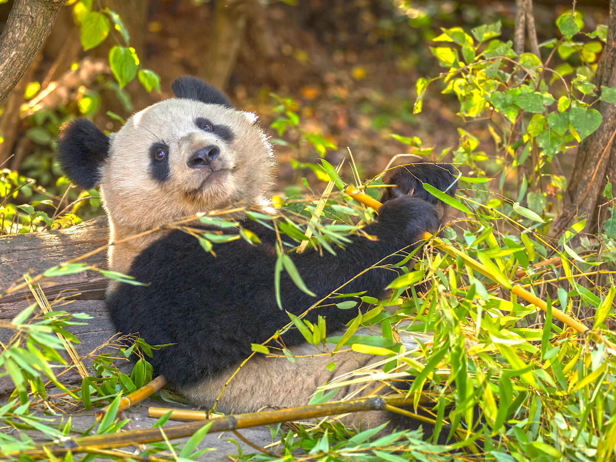 Ein Motiv aus dem Kalender Der Große Panda Ein kuscheliger Geselle