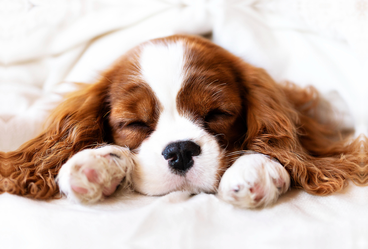 Ein Motiv aus dem Kalender Der Welpenkalender - Cavalier King Charles Spaniel