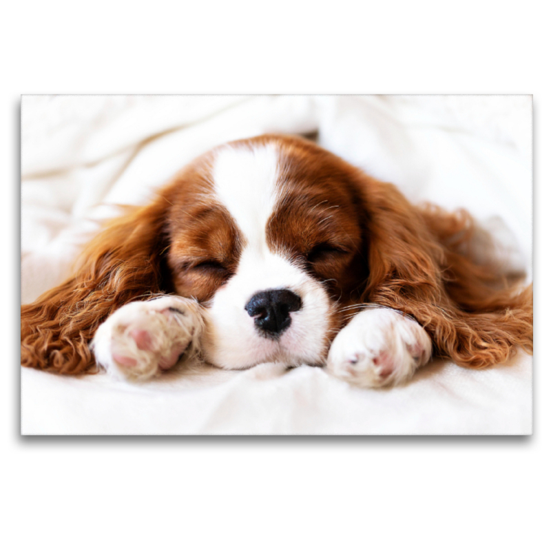 Ein Motiv aus dem Kalender Der Welpenkalender - Cavalier King Charles Spaniel